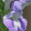 Downy Skullcap (Scutellaria Incana) - 1 Gallon Pot
