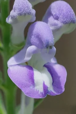 Downy Skullcap (Scutellaria Incana) - 1 Gallon Pot