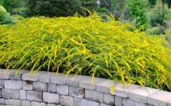 Fireworks Goldenrod (Solidago) - 1 Gallon Pot 12 Fireworks Goldenrod (Solidago) - 1 Gallon Pot -Herbers Zone solidago rugosum fireworks goldenrod 22