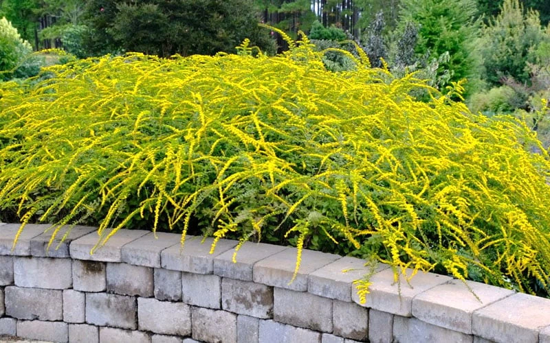 Fireworks Goldenrod (Solidago) - 1 Gallon Pot 6 Fireworks Goldenrod (Solidago) - 1 Gallon Pot - Image 6