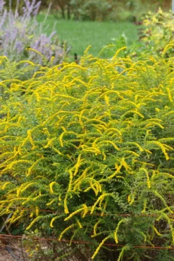 Fireworks Goldenrod (Solidago) - 1 Gallon Pot 13 Fireworks Goldenrod (Solidago) - 1 Gallon Pot -Herbers Zone solidago rugosum fireworks goldenrod 25