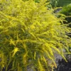 Fireworks Goldenrod (Solidago) - 1 Gallon Pot