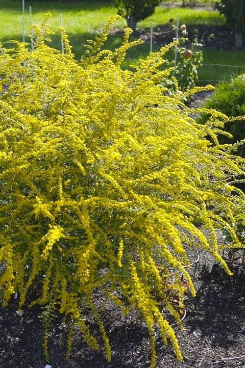 Fireworks Goldenrod (Solidago) - 1 Gallon Pot 1 Fireworks Goldenrod (Solidago) - 1 Gallon Pot