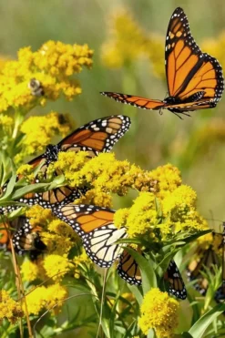 Seaside Goldenrod (Solidago Sempervirens) - 1 Gallon Pot -Herbers Zone solidago sempervirens seaside goldenrod 10