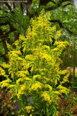 Seaside Goldenrod (Solidago Sempervirens) - 1 Gallon Pot