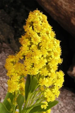 Seaside Goldenrod (Solidago Sempervirens) - 1 Gallon Pot -Herbers Zone solidago sempervirens seaside goldenrod 5