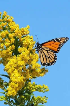 Seaside Goldenrod (Solidago Sempervirens) - 1 Gallon Pot -Herbers Zone solidago sempervirens seaside goldenrod 6