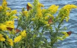 Seaside Goldenrod (Solidago Sempervirens) - 1 Gallon Pot -Herbers Zone solidago sempervirens seaside goldenrod 8