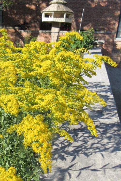 Solar Cascade Goldenrod (Solidago Shortii) - 1 Gallon Pot 4 Solar Cascade Goldenrod (Solidago Shortii) - 1 Gallon Pot - Image 4