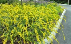 Solar Cascade Goldenrod (Solidago Shortii) - 1 Gallon Pot 10 Solar Cascade Goldenrod (Solidago Shortii) - 1 Gallon Pot -Herbers Zone solidago shortii solar cascade goldenrod 7