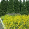 Solar Cascade Goldenrod (Solidago Shortii) - 1 Gallon Pot