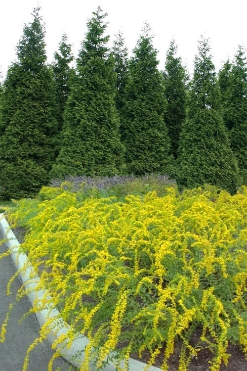 Solar Cascade Goldenrod (Solidago Shortii) - 1 Gallon Pot 1 Solar Cascade Goldenrod (Solidago Shortii) - 1 Gallon Pot