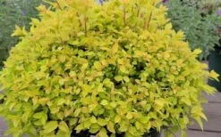 Gold Mound Spirea - 3 Gallon Pot -Herbers Zone spirea japonica gold mound 11