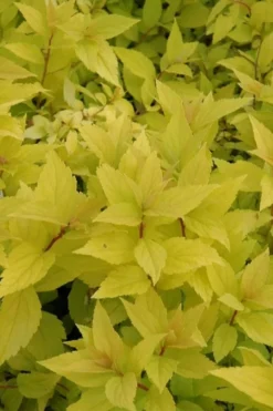 Gold Mound Spirea - 3 Gallon Pot -Herbers Zone spirea japonica gold mound 12