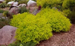 Gold Mound Spirea - 3 Gallon Pot -Herbers Zone spirea japonica gold mound 14
