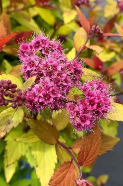 Rainbow Fizz Spirea - 1 Gallon Pot -Herbers Zone spirea rainbow fizz 1