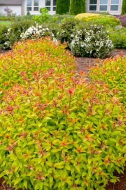 Rainbow Fizz Spirea - 1 Gallon Pot -Herbers Zone spirea rainbow fizz 2