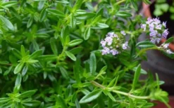 Summer Savory Plant - 6 Pack Of Pint Pots -Herbers Zone summer savory herb plant 4