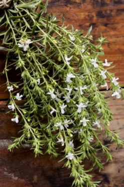 Summer Savory Plant - 6 Pack Of Pint Pots -Herbers Zone summer savory herb plant 7