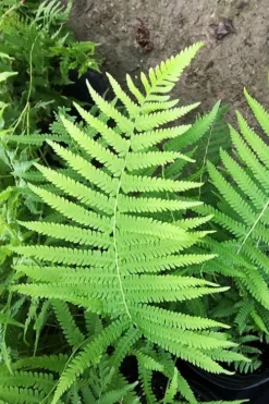 Southern Wood Fern (Thelypteris Kunthii) - 1 Gallon Pot 17 Southern Wood Fern (Thelypteris Kunthii) - 1 Gallon Pot -Herbers Zone thelypteris kunthii southern wood fern 115