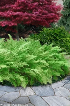 Southern Wood Fern (Thelypteris Kunthii) - 6 Pack Of 1 Gallon Pots