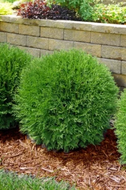 Planet Earth Arborvitae - 3 Gallon Pot -Herbers Zone thuja occidentalis planet earth arborvitae 4
