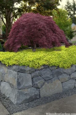 Archers Gold Lemon Thyme - Thymus Citriodorus - 10 Pack Of Pint Pots