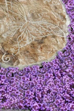 Caborn Wine & Roses Creeping Thyme - 5 Pack Of Pint Pots -Herbers Zone thymus caborn wine and roses 2 1