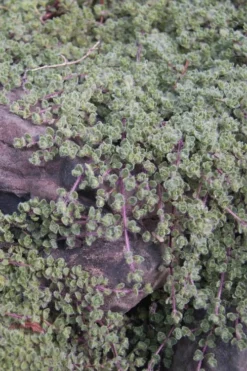 Woolly Creeping Thyme (Thymus Lanuginosis) - 6 Pack Of Pint Pots -Herbers Zone thymus lanuginosis wooly thyme 11