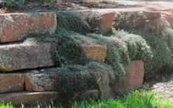 Woolly Creeping Thyme (Thymus Lanuginosis) - 6 Pack Of Pint Pots -Herbers Zone thymus lanuginosis wooly thyme 4