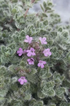 Woolly Creeping Thyme (Thymus Lanuginosis) - 6 Pack Of Pint Pots -Herbers Zone thymus lanuginosis wooly thyme 5
