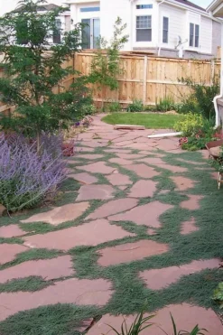 Woolly Creeping Thyme (Thymus Lanuginosis) - 6 Pack Of Pint Pots -Herbers Zone thymus lanuginosis wooly thyme 9