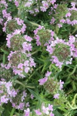 Spicy Orange Thyme - 6 Pack Of Pint Pots -Herbers Zone thymus spicy orange thyme 11