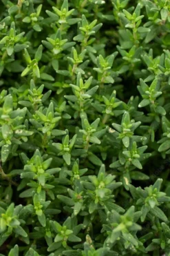 English Thyme (Thymus Vulgaris) - 6 Pack Of Pint Pots -Herbers Zone thymus vulgaris english thyme 2