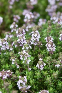 English Thyme (Thymus Vulgaris) - 6 Pack Of Pint Pots -Herbers Zone thymus vulgaris english thyme 4