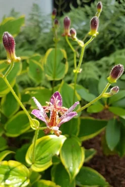 Samurai Toad Lily (Tricyrtis Formosana) - 5 Pack Of Quart Pots 13 Samurai Toad Lily (Tricyrtis Formosana) - 5 Pack Of Quart Pots -Herbers Zone toad lily samurai 500x750 1