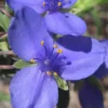 Ohio Blue Jacket Spiderwort (Tradescantia Ohiensis) - 1 Gallon Pot