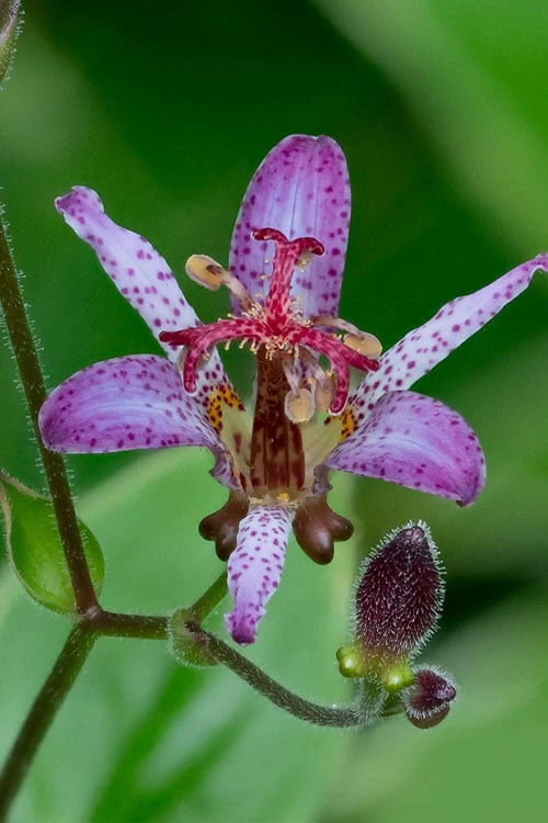 Samurai Toad Lily (Tricyrtis Formosana) - 5 Pack Of Quart Pots 4 Samurai Toad Lily (Tricyrtis Formosana) - 5 Pack Of Quart Pots - Image 4