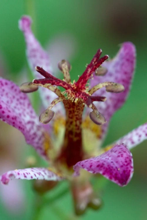 Samurai Toad Lily (Tricyrtis Formosana) - 5 Pack Of Quart Pots 1 Samurai Toad Lily (Tricyrtis Formosana) - 5 Pack Of Quart Pots
