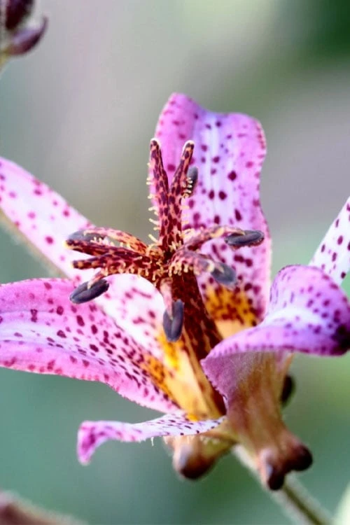 Samurai Toad Lily (Tricyrtis Formosana) - 5 Pack Of Quart Pots 6 Samurai Toad Lily (Tricyrtis Formosana) - 5 Pack Of Quart Pots - Image 6