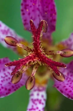 Samurai Toad Lily (Tricyrtis Formosana) - 1 Gallon Pot -Herbers Zone tricyrtis formosana samurai toad lily 6 1