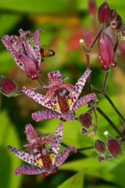 Samurai Toad Lily (Tricyrtis Formosana) - 5 Pack Of Quart Pots 16 Samurai Toad Lily (Tricyrtis Formosana) - 5 Pack Of Quart Pots -Herbers Zone tricyrtis formosana samurai toad lily 7