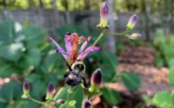 Samurai Toad Lily (Tricyrtis Formosana) - 1 Gallon Pot -Herbers Zone tricyrtis formosana samurai toad lily 8 1