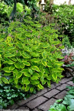 Sunny Spirit Toad Lily (Tricyrtis Formosana) - 1 Gallon Pot -Herbers Zone tricyrtis formosana sunny spirit toad lily 4