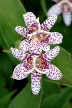 Miyazaki Toad Lily (Tricyrtus Hirta) - 1 Gallon Pot -Herbers Zone tricyrtis hirta miyazaki toad lily 2