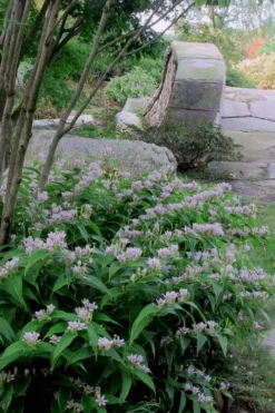 Miyazaki Toad Lily (Tricyrtus Hirta) - 1 Gallon Pot -Herbers Zone tricyrtis hirta miyazaki toad lily 3