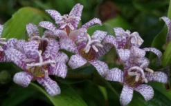 Miyazaki Toad Lily (Tricyrtus Hirta) - 1 Gallon Pot -Herbers Zone tricyrtis hirta miyazaki toad lily 5