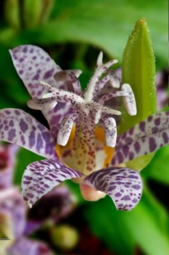 Miyazaki Toad Lily (Tricyrtus Hirta) - 1 Gallon Pot -Herbers Zone tricyrtis hirta miyazaki toad lily 7