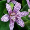 Miyazaki Toad Lily (Tricyrtus Hirta) - 1 Gallon Pot