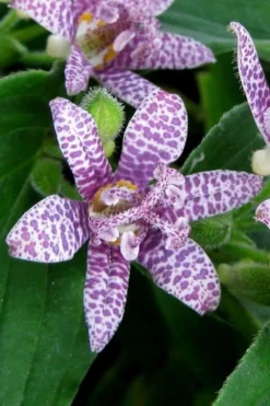 Miyazaki Toad Lily (Tricyrtus Hirta) - 1 Gallon Pot